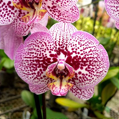 Orquídea Phalaenopsis Especial Pintada n.01