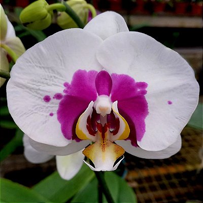 Orquídea Phalaenopsis Branca pintada n.06