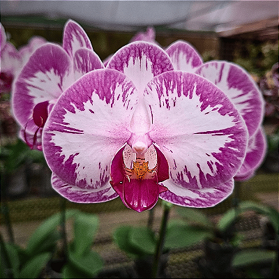 Orquídea Phalaenopsis branca mesclada n.1 - Ad