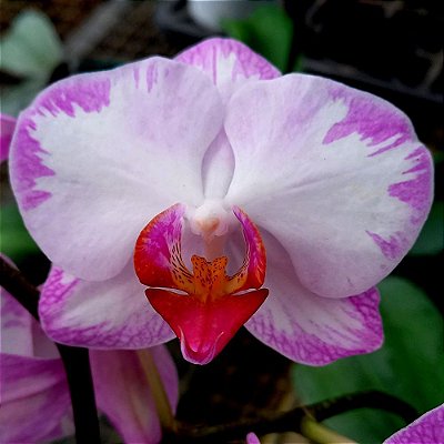 Orquídea Phalaenopsis branca mesclada n.1 - Ad