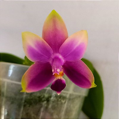 Orquídea Phalaenopsis violácea x belina - Ad