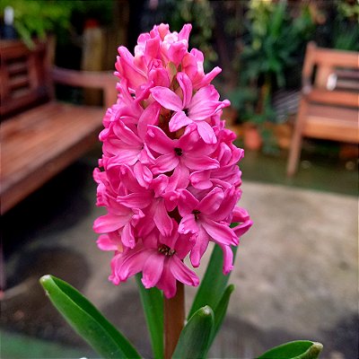 Planta Hyacinthus (Jacinto) Rosa - Ad