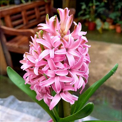 Planta Hyacinthus (Jacinto) Rosa Bebê - Ad