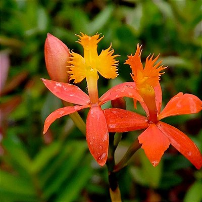 Epidendrum Laranja Híbrido - 15cm