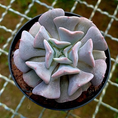 Suculenta Echeveria Cubic Frost