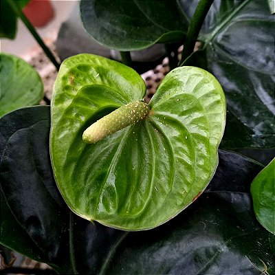 Antúrio Verde - 30cm