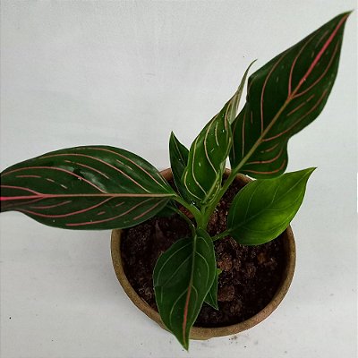 Aglaonema Tropic Luckiest - 20cm