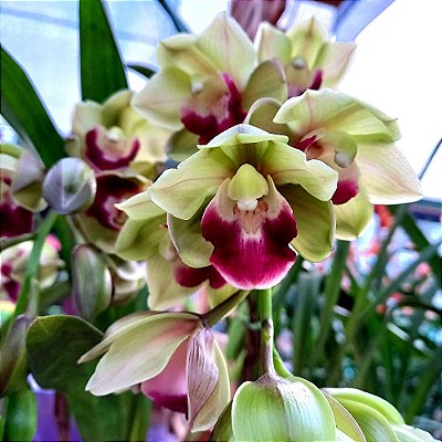 Orquídea Cymbidium Pendente Pearl Dalson - NBS