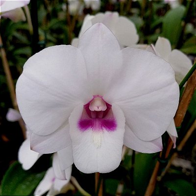 Orquídea Dendrobium phalaenopsis semi-albo - AD