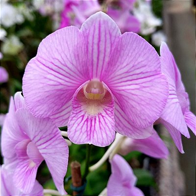 Orquídea Dendrobium phalaenopsis striato - AD