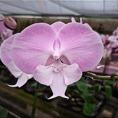 Orquídea Phalaenopsis Big Lip Rosa n.01