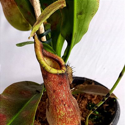 Carnívora Nepenthes híbrida - 25cm