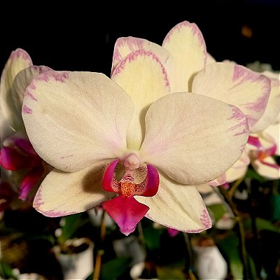 Orquídea Phalaenopsis amarela mesclada n.3 - Ad