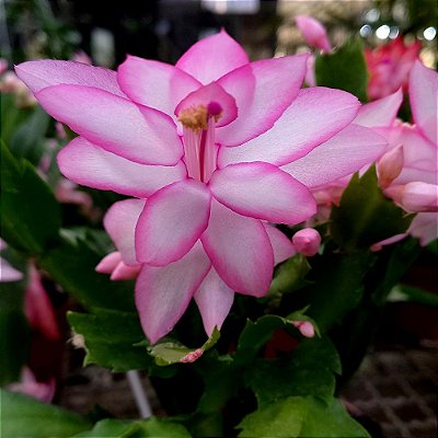 Flor de maio cor de rosa - Ad