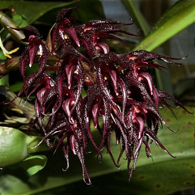 Orquídea Bulbophyllum lasianthum - Ad