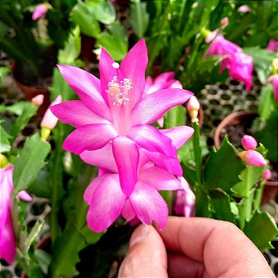 Flor de maio pink - Ad
