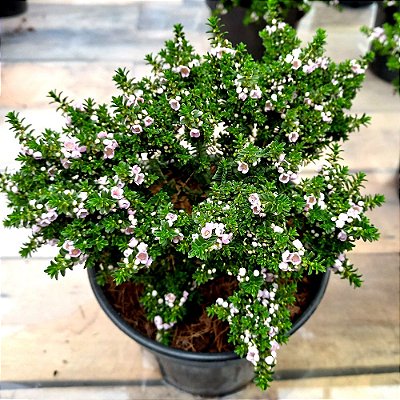 Planta Thryptomene saxicola - 15cm