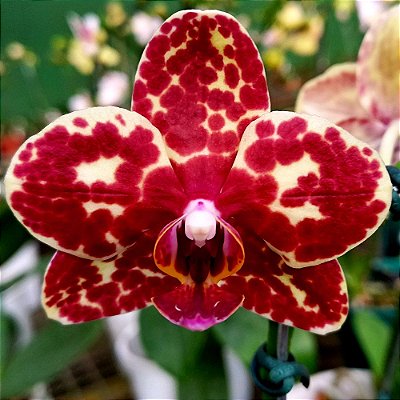 Orquídea Phalaenopsis Amarela Pintada n.03