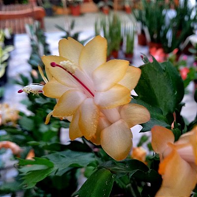 Flor de maio amarela - Ad