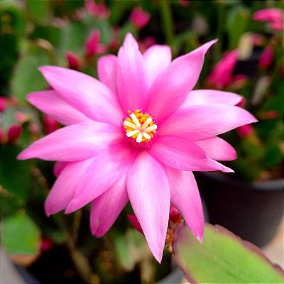 Flor de outubro rosa - Ad