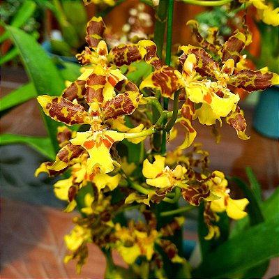 Orquídea Oncidium Summer Wind - AD