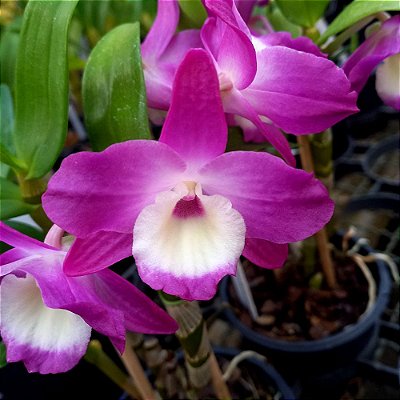 Orquídea Dendrobium Nobile Rosa n.2