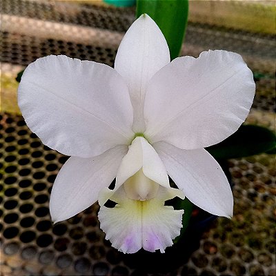 Orquídea Cattleya Dolosa Albescens - Ad