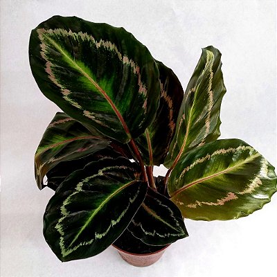 Maranta Medallion - Calathea sp