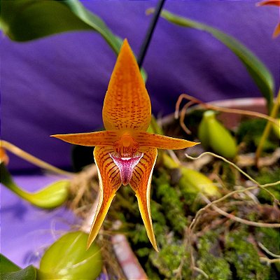 Orquídea Bulbophyllum smitinandii - Adulta
