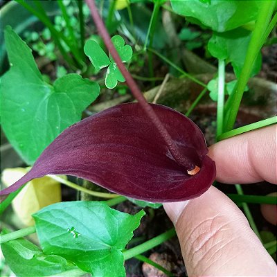 Planta Antúrio carniça (Typhonium roxburghii) - 15cm