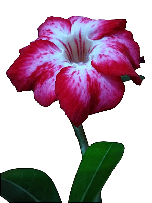 Rosa do Deserto Vermelha Mescl 3