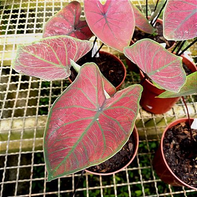 Caladium Red Stone - 20cm