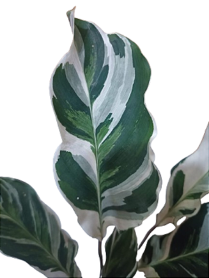 Maranta White Fusion