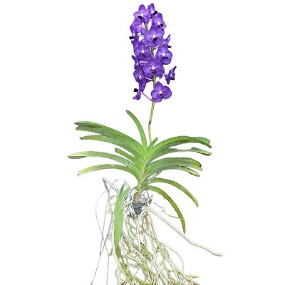 Vanda Ploenpit Blue