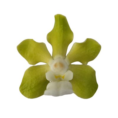 Vanda Tessellata Var. Alba
