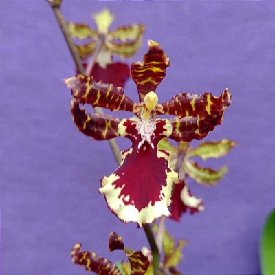 Orquídea Odontocidium Suzan Keller - Adulta