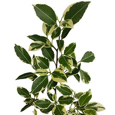 Ficus - Ficus benjamina variegato