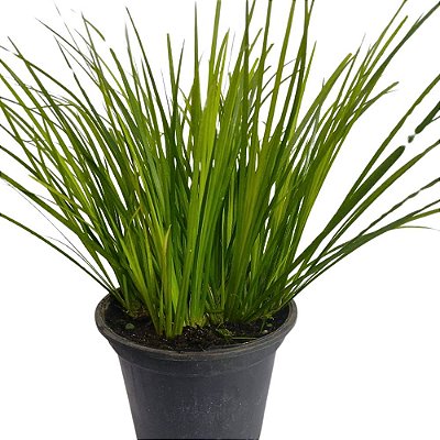 Planta Acorus gramineus