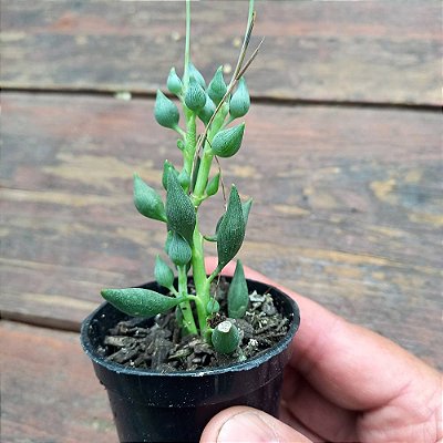 Suculenta Senecio citriformis
