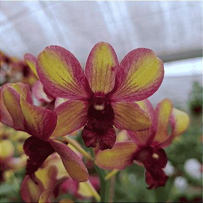Orquídea Dendrobium Phalaenopsis Yellow Especial - AD