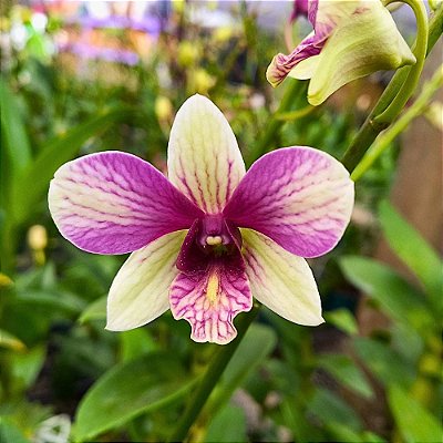 Orquídea Dendrobium phalaenopsis Happy Pink - AD