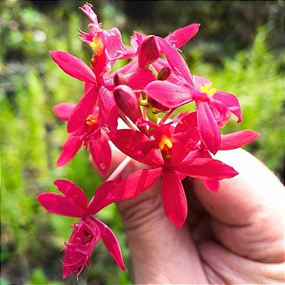 Epidendrum Vermelho Híbrido - 25cm