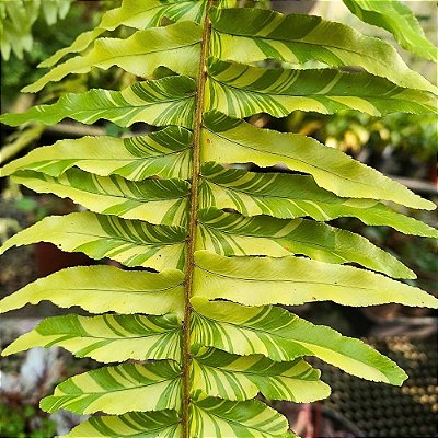 Samambaia Tiger Fern