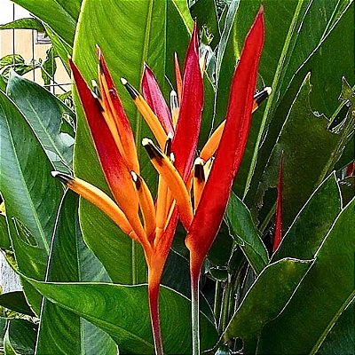 Planta Helicônia Papagaio (Heliconia Psittacorum) - 50cm