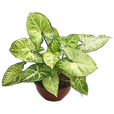 Planta Syngonium Butterfly - 25cm