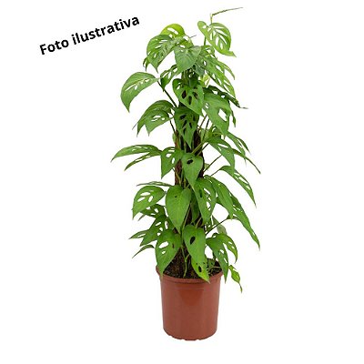 Planta Monstera adansonii