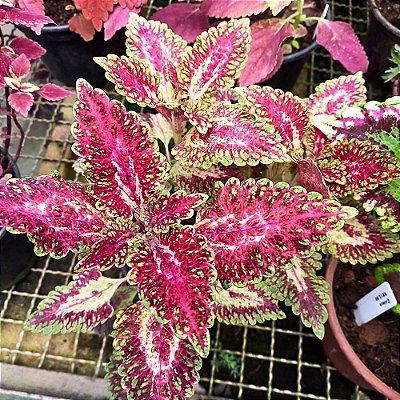 Cóleus n.18 - Solenostemon scutellarioides