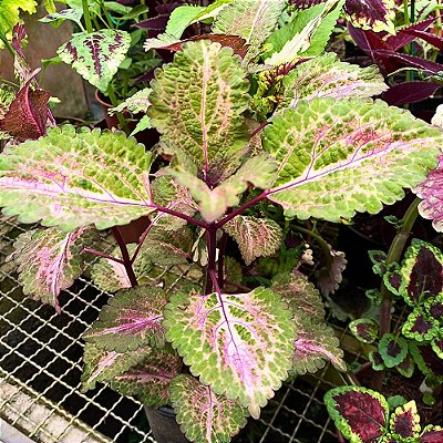Cóleus n.20 - Solenostemon scutellarioides