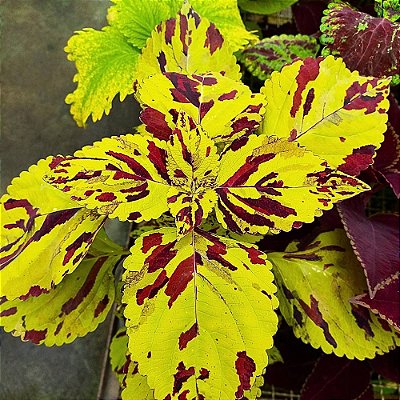 Cóleus n.21 - Solenostemon scutellarioides