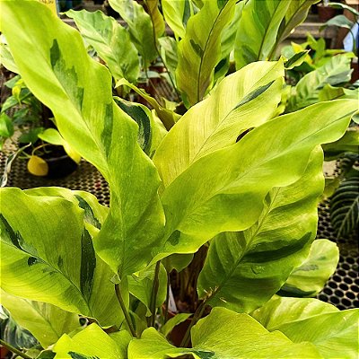 Maranta Yellow Fusion